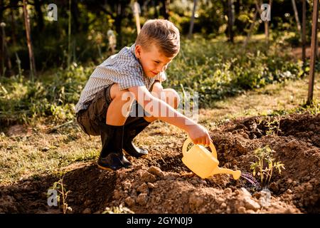 Un écolier arrosoir des plants de tomates dans le jardin Banque D'Images