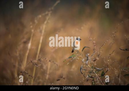 Commune de Stonechat, Saxicola torquatus, réserve de tigre de Panna, Madhya Pradesh, Inde Banque D'Images