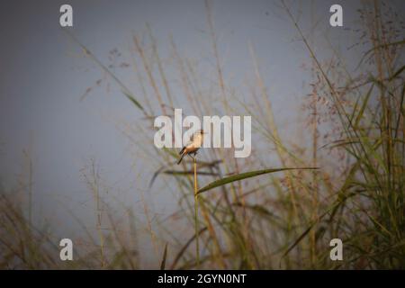 Commune de Stonechat, Saxicola torquatus, réserve de tigre de Panna, Madhya Pradesh, Inde Banque D'Images