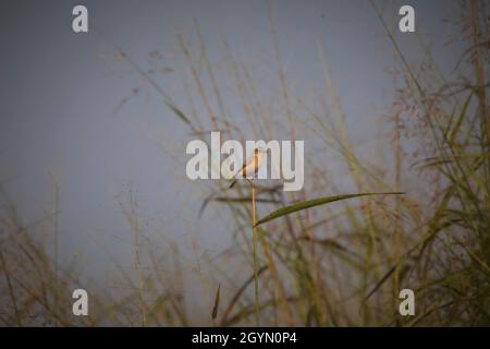 Commune de Stonechat, Saxicola torquatus, réserve de tigre de Panna, Madhya Pradesh, Inde Banque D'Images