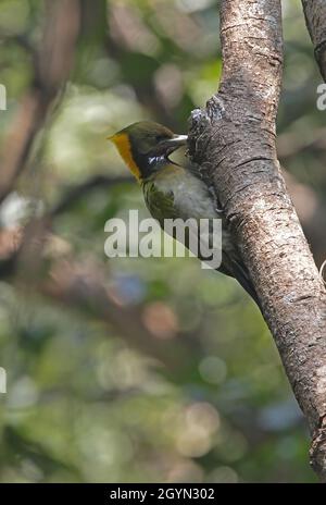 Grande yellownape (Chrysophlegma flavinucha flavinucha) alimentation féminine sur le tronc d'arbre Katmandou, NépalFévrier Banque D'Images