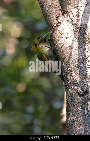 Grande yellownape (Chrysophlegma flavinucha flavinucha) alimentation féminine sur le tronc d'arbre Katmandou, NépalFévrier Banque D'Images