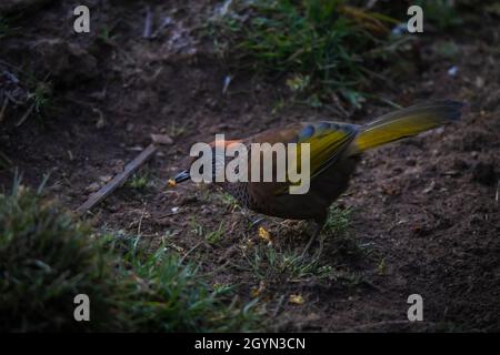 Laughingthrush à couronne de châtaignier, Trochalopteron erythrocephalum, Népal Banque D'Images