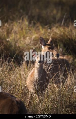 Barasingha, Rucervus duvaucelii, réserve de tigre de Kanha, Madhya, Pradesh Banque D'Images