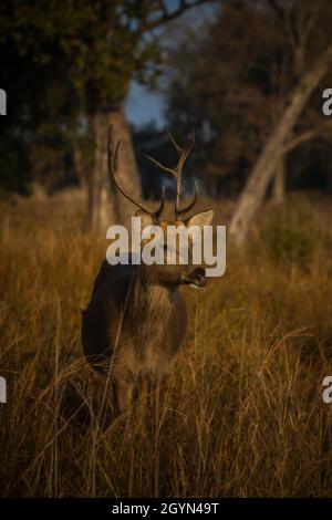 Sambar Deer, Rusa unicolor, Madhya Pradesh, Inde Banque D'Images