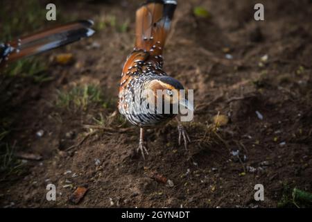 Laughingthrush tachetée, Ianthocincla ocellata, Népal Banque D'Images