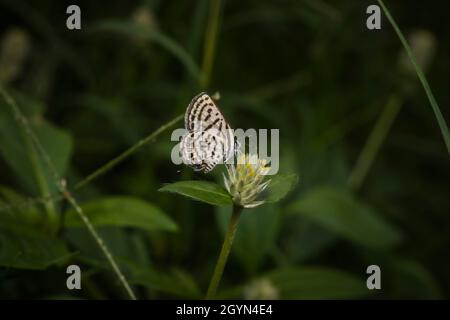 Pirot tacheté, Tarucus callinara, Panna, Madhya Pradesh, Inde Banque D'Images