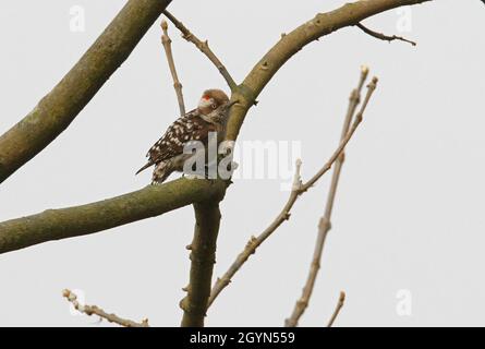 Pic indien Pygmy (Picoides nanus nanus) mâle perché sur la branche Koshi Tappu, NépalJanvier Banque D'Images