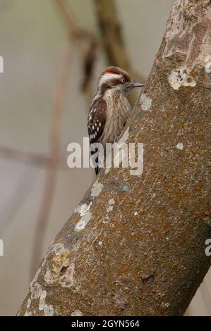 Pic indien Pygmy (Picoides nanus nanus) mâle perché sur le tronc d'arbre Koshi Tappu, NépalJanvier Banque D'Images