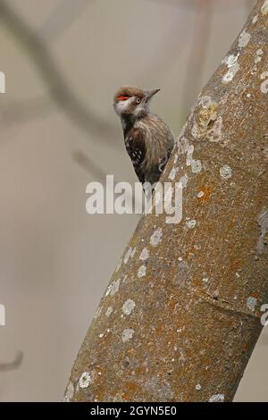 Pic indien Pygmy (Picoides nanus nanus) mâle perché sur le tronc d'arbre avec crête élevée Koshi Tappu, NépalJanvier Banque D'Images