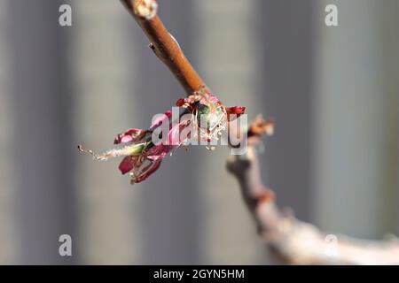 Vue sur les fruits d'abricot sur les branches de printemps Banque D'Images