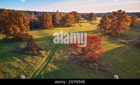 Vue aérienne sur les chênes en automne, ombre sur la prairie.Route de campagne sur les champs verts.Panorama aérien ensoleillé, Biélorussie.Paysage avec chênes-lièges.Beau Banque D'Images