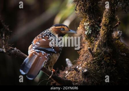Laughingthrush tachetée, Ianthocincla ocellata, Népal Banque D'Images