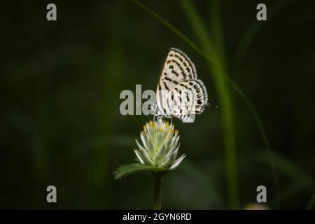 Pirot tacheté, Tarucus callinara, Panna, Madhya Pradesh, Inde Banque D'Images