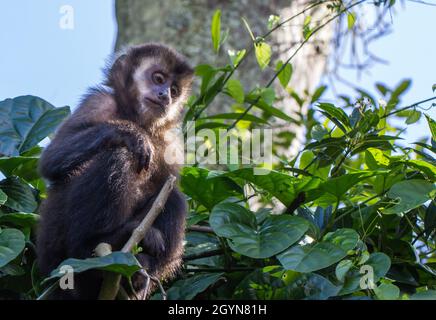 Cliché sélectif d'un singe Capuchin assis sur un arbuste. Banque D'Images