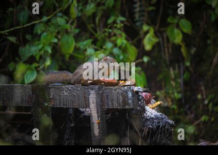 Écureuil himalayen à ventre orange, Dremomys lokriah, Okre, Sikkim, Inde Banque D'Images