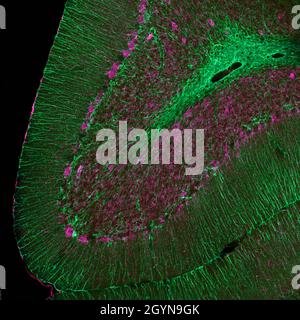 Section sagittale du cervelet de souris marquée par immunofluorescence et visualisée par microscopie confocale à balayage laser.Grandes cellules Purkinje et Banque D'Images