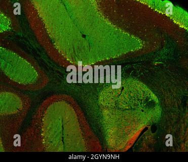 Section sagittale du cervelet de souris marquée par immunofluorescence et visualisée par microscopie confocale à balayage laser.Grandes cellules Purkinje. Banque D'Images
