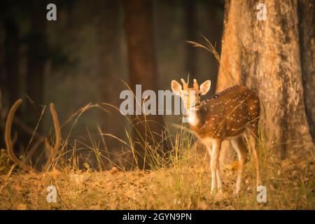 Cerf maculé - axe, parc national de Panna, Madhya Pradesh, Inde Banque D'Images