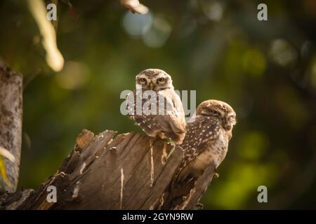 Chouette tachetée, Athene brama, réserve de tigre de Pench, Maharashtra, Inde Banque D'Images