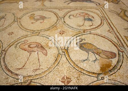 La mosaïque des oiseaux est un sol en mosaïque byzantine découvert à Césarée, en Israël.Césarée Maritima également connue sous le nom de Césarée palestinienne Banque D'Images