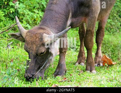 Buffle d'eau normalement utilisé pour labourer les rizières broutant dans un champ près de Bukittinggi, Sumatra Ouest, Indonésie. Banque D'Images