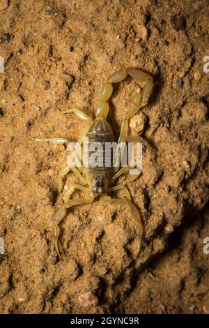 Scorpion, espèce Buthacus, Parc national du désert, Rajasthan, Inde Banque D'Images