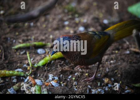 Laughingthrush à couronne de châtaignier, Trochalopteron erythrocephalum, Népal Banque D'Images