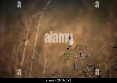 Commune de Stonechat, Saxicola torquatus, réserve de tigre de Panna, Madhya Pradesh, Inde Banque D'Images