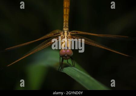 Dragonfly sur l'herbe, Pune, Maharashtra, Inde Banque D'Images