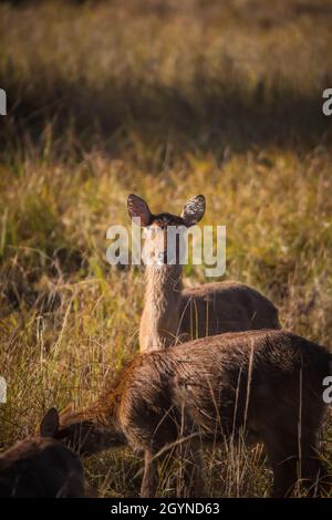 Barasingha, Rucervus duvaucelii, réserve de tigre de Kanha, Madhya, Pradesh Banque D'Images