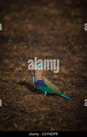 Indian Roller, Coracias benghalensis, Madhya Pradesh, Inde Banque D'Images