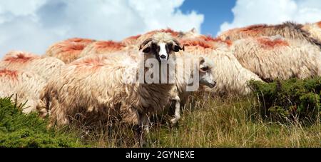 troupeau de moutons dans les alpes dolomites montagnes, ovis aries, moutons est un animal de ferme typique sur les montagnes Banque D'Images