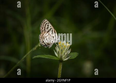 Pirot tacheté, Tarucus callinara, Panna, Madhya Pradesh, Inde Banque D'Images