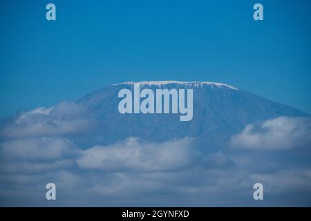 Rencontrez des animaux sauvages comme la Giraffe qui traverse la route d'Oloitoktok et le montKilimanjaro View - Parc national d'Amboseli Banque D'Images