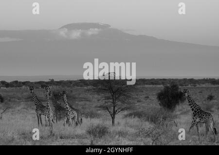 Rencontrez des animaux sauvages comme la Giraffe qui traverse la route d'Oloitoktok et le montKilimanjaro View - Parc national d'Amboseli Banque D'Images