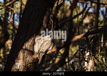 Une paire d'oiseaux de grenouille de Tawny se sont rassemblés sur une branche d'un arbre. Banque D'Images