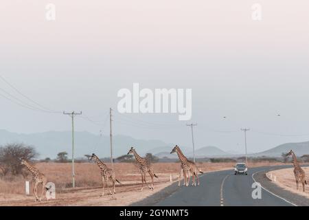 Rencontrez des animaux sauvages comme la Giraffe qui traverse la route d'Oloitoktok et le montKilimanjaro View - Parc national d'Amboseli Banque D'Images