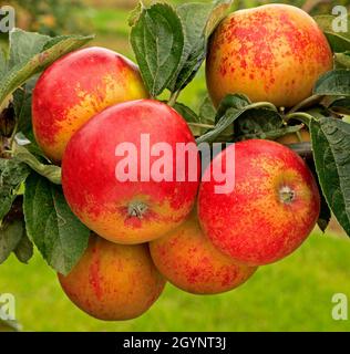 Pomme, « Norfolk Royal Russet » Banque D'Images