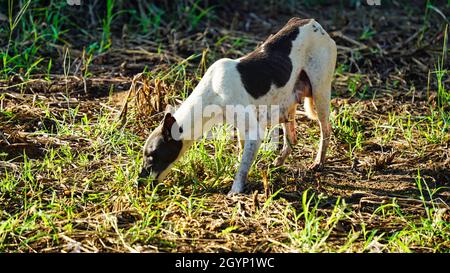 Un chien errant, un chien domestique mangeant quelque chose à l'extérieur.Prise de vue du matin Banque D'Images