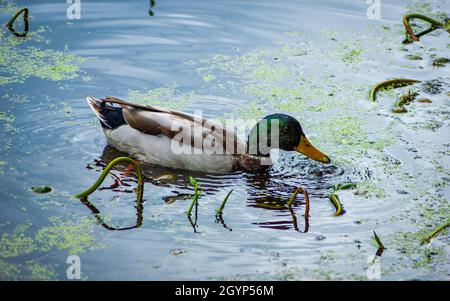 Mass Audubon’s Broadmoor Wildlife Sanctuary, Natick, Massachusetts Banque D'Images