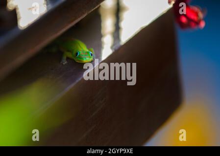 Un magnifique green gecko animal à l'île de la réunion Banque D'Images