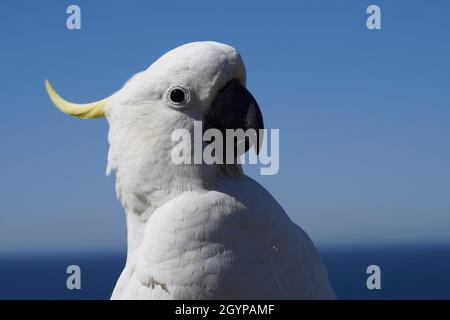 Gros plan d'un Cockatoo à soufre dégoûté contre Blue Sky Banque D'Images