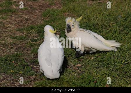 Cockatoo avec Beak et la maladie de plume assis à côté d'un oiseau en bonne santé sur le terrain Banque D'Images