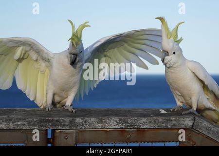 Cockatoo avec ailes étalées débarquant sur une Fence au bord de la mer Banque D'Images