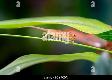 Petite panthère caméléon sur des feuilles vertes à l'île de la Réunion Banque D'Images