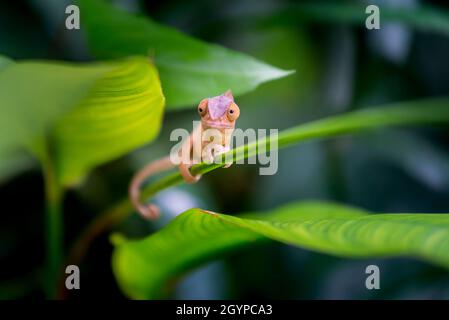 Petite panthère caméléon sur des feuilles vertes à l'île de la Réunion Banque D'Images
