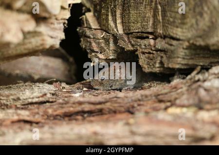 Un mignon petit Campagnol roussâtre sauvages, Myodes glareolus en quête de nourriture dans un journal de tas dans les bois. Banque D'Images