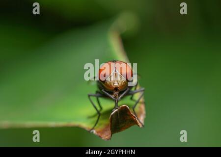 Envolez-vous sur une feuille avec un fond naturel Banque D'Images