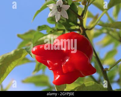 Evêques CROWN Chili Pepper, capcicum baccatum, sur plante avec fond bleu ciel Banque D'Images